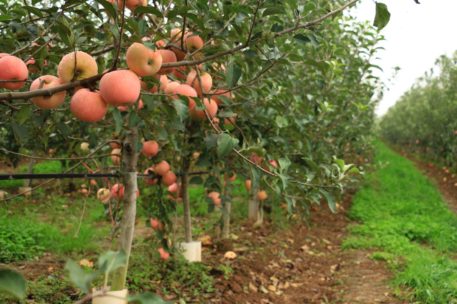 Campagne agricole 2022-2023 : le chiffre d'affaires prévisionnel des filières arboricoles d'automne estimé à 21 milliards de DH